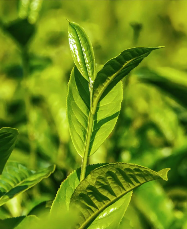 L'Extrait de Thé Vert