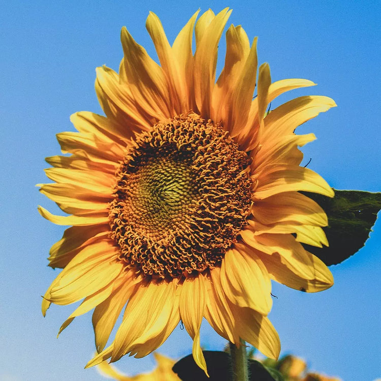 L'huile de tournesol
