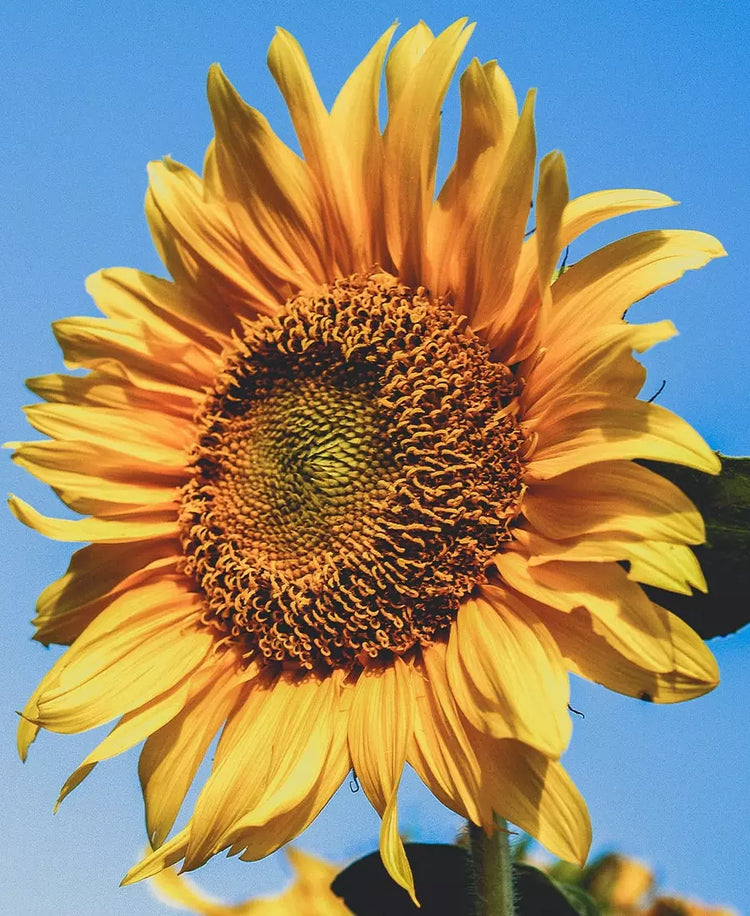 L'huile de tournesol