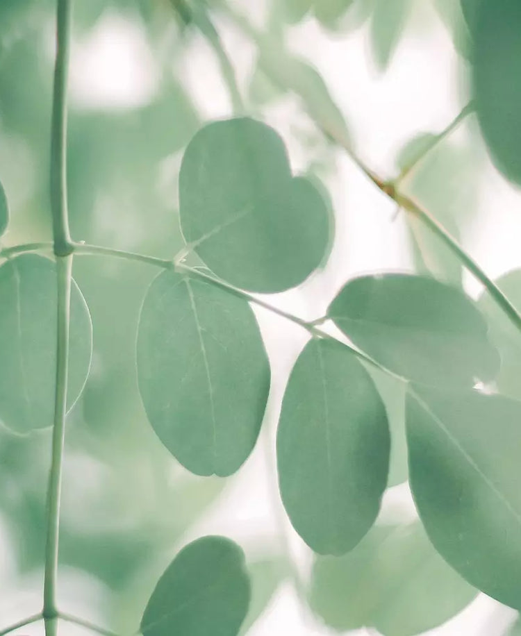 L'huile de moringa