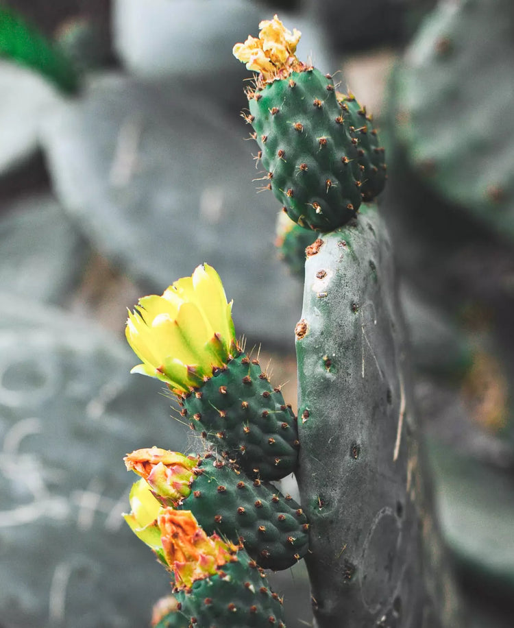 Le figuier de barbarie