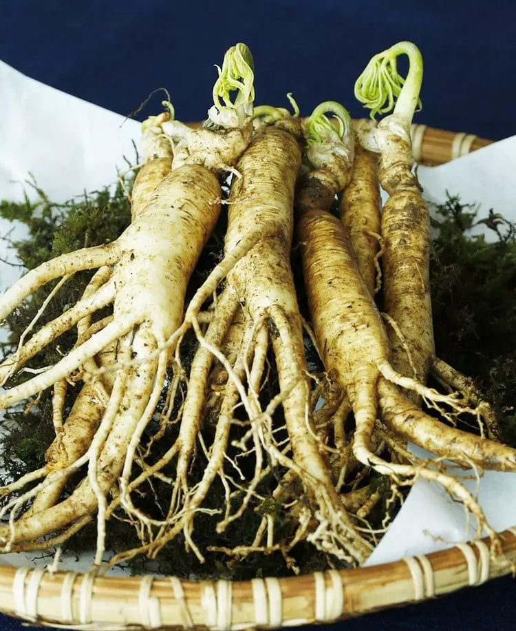 Le Ginseng