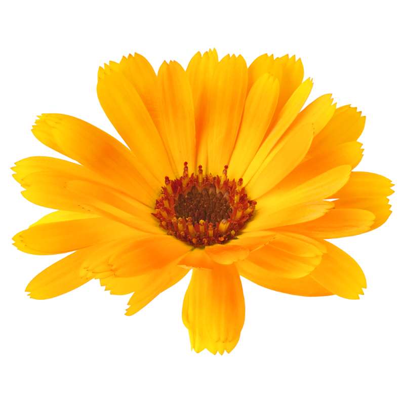 Le Calendula