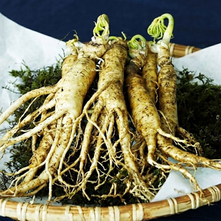 Le Ginseng