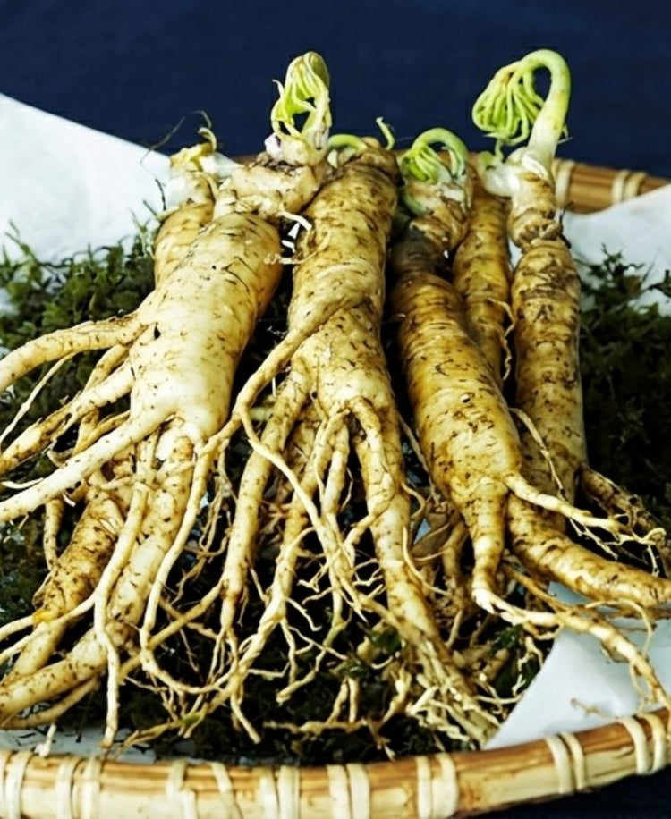 Le Ginseng