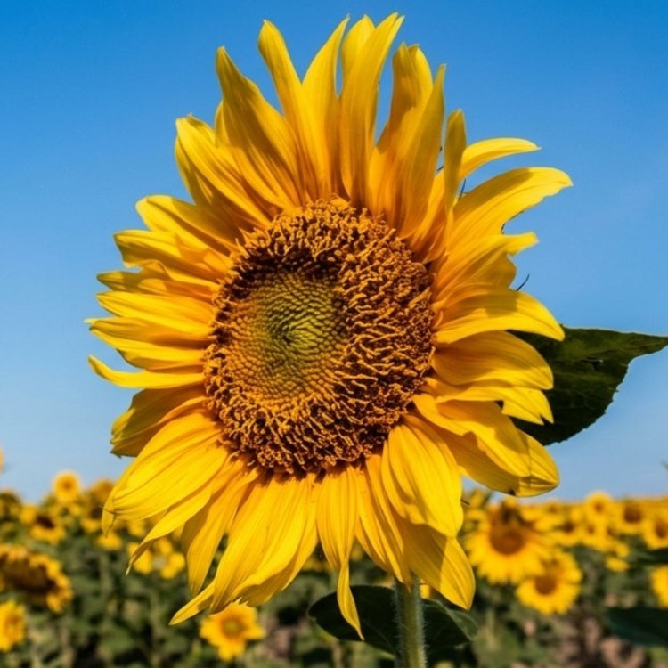 Huile de tournesol