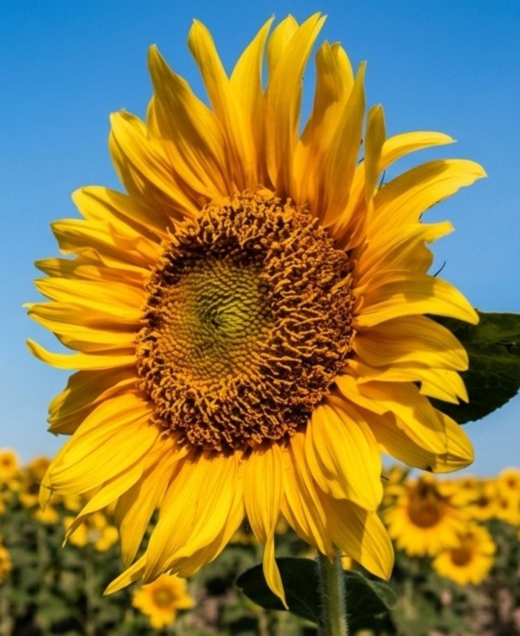 Huile de tournesol