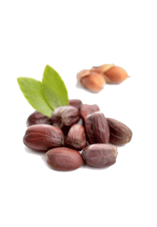 Jojoba