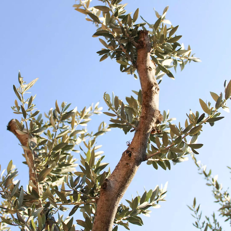 L'huile d'olive