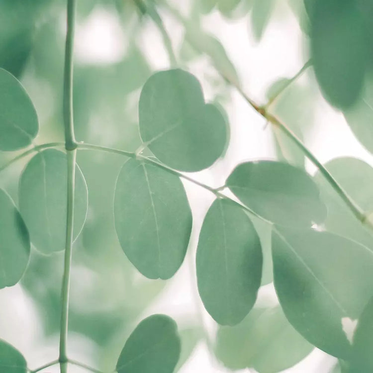 L'huile de moringa