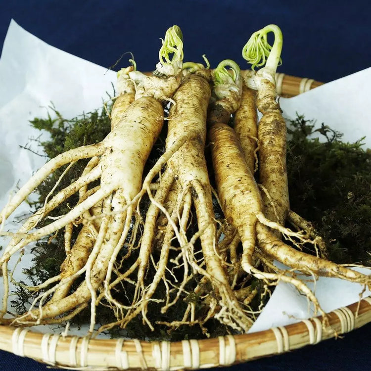 Le Ginseng