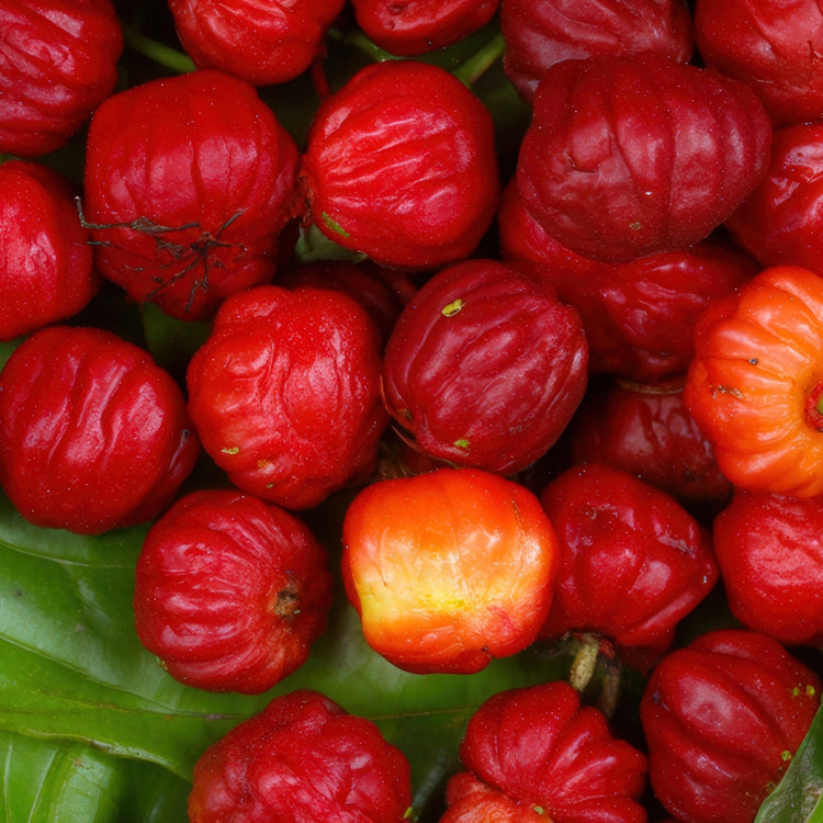 L'Acérola