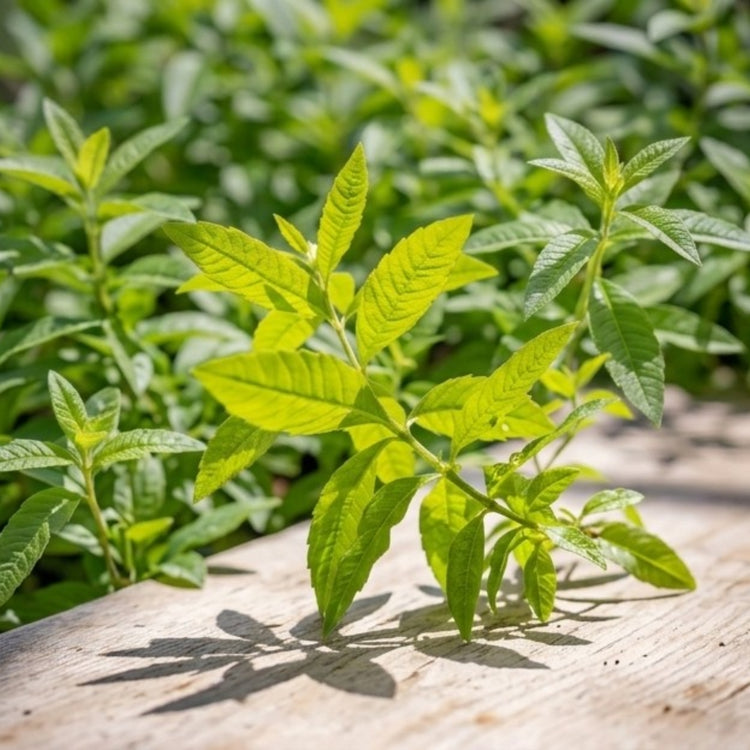 La Verveine