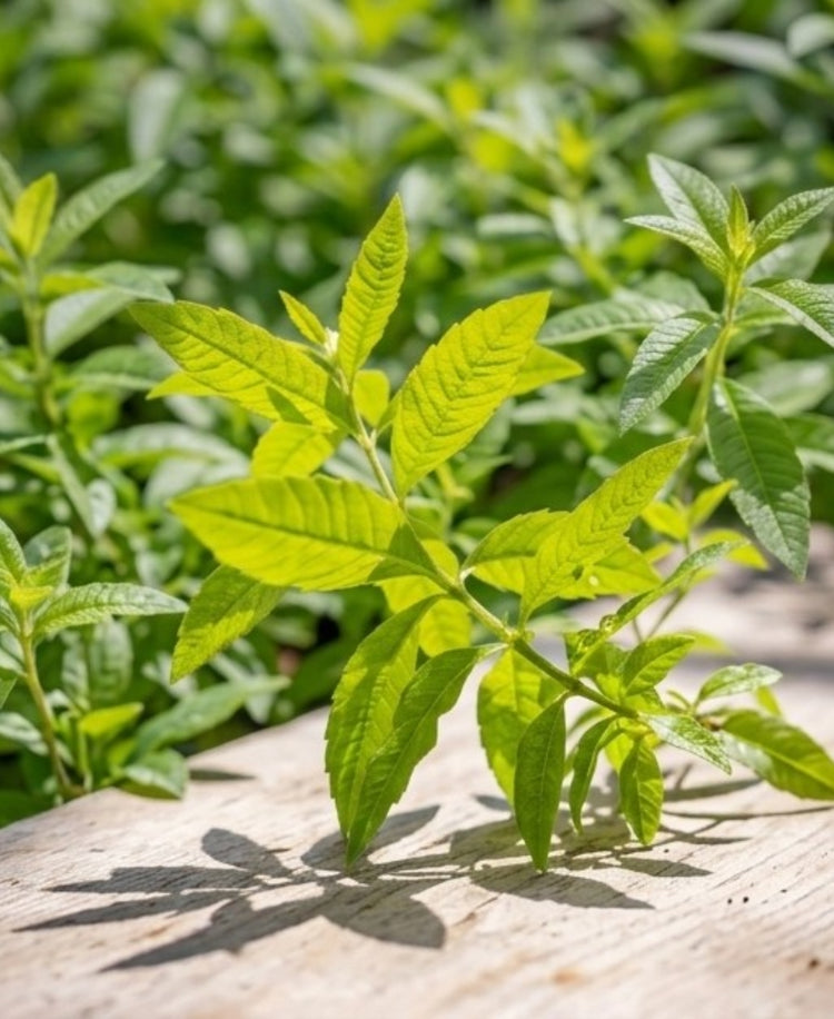 La Verveine